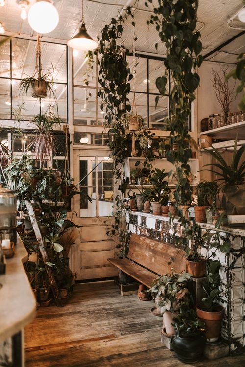Free Cozy indoor plant shop in New York, featuring lush greenery and rustic wooden decor. Stock Photo