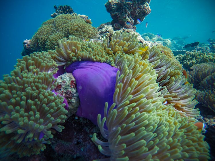 Coral Reef In Deep Blue Sea