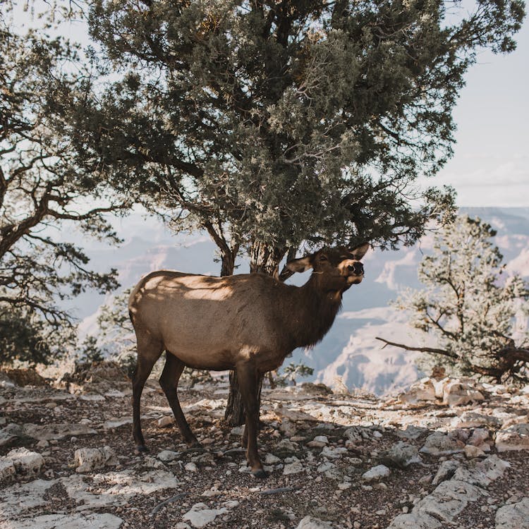 Brown Deer Standing Under The Tree