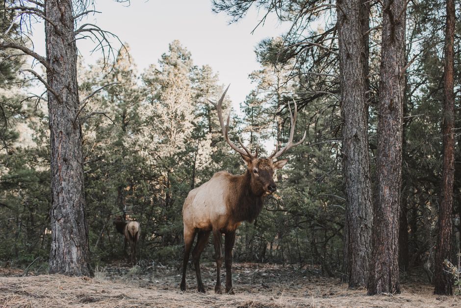 A majestic elk with antlers in a forest setting showcasing wildlife in its natural habitat.