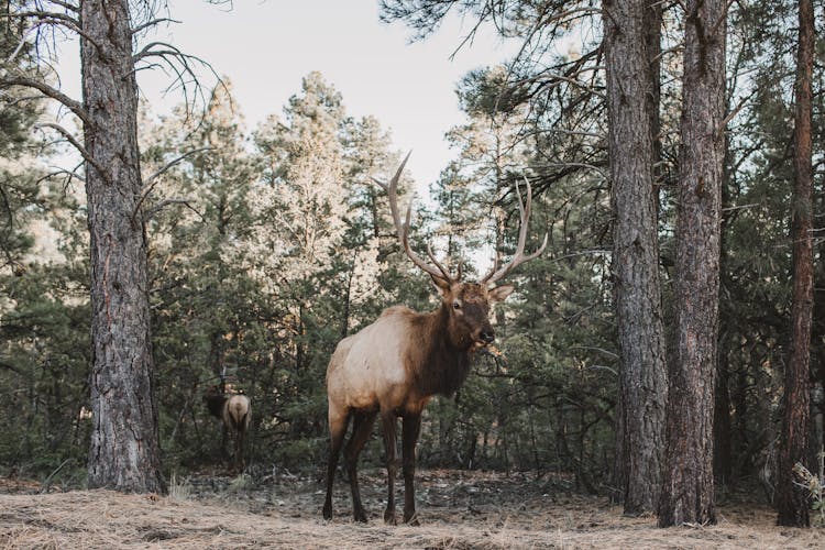 Brown Deer Standing In The Forest