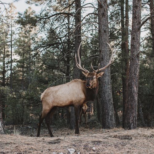 Free A Brown Elk near Tall Trees Stock Photo