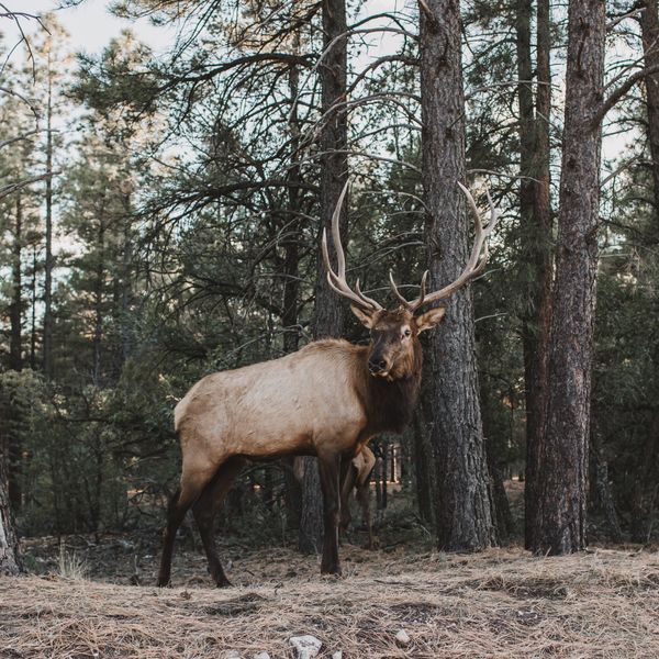 Kevin Hofer — Elk