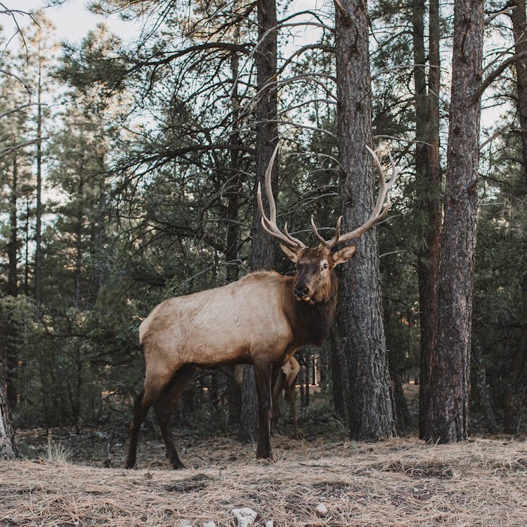 A Brown Elk Near Tall Trees