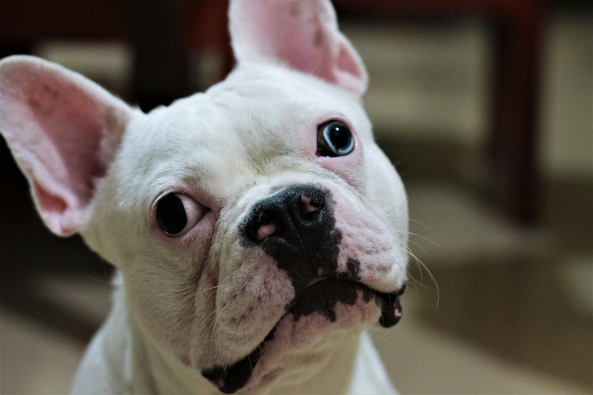 Muzzle of cute French Bulldog relaxing on floor in apartment and looking away