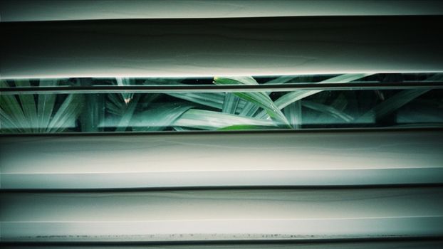 Green Leaves Behind Window Louvers