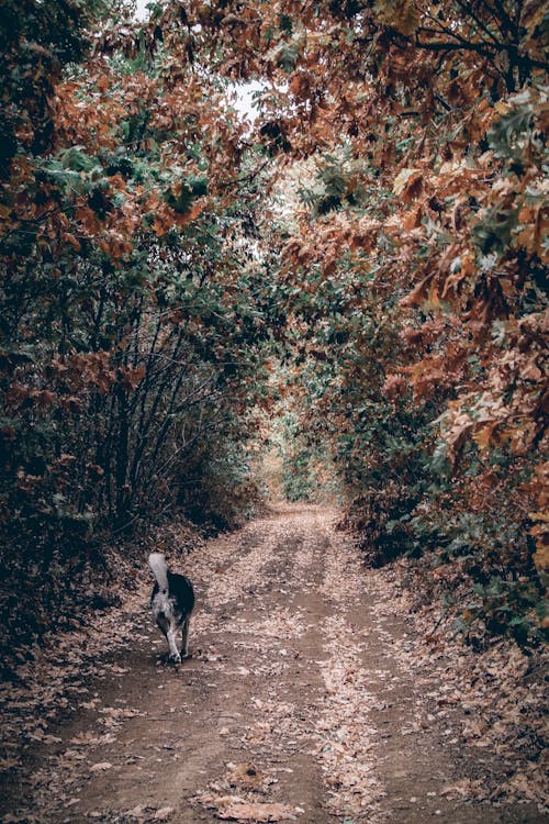 Free stock photo of dog in the forest Stock Photo