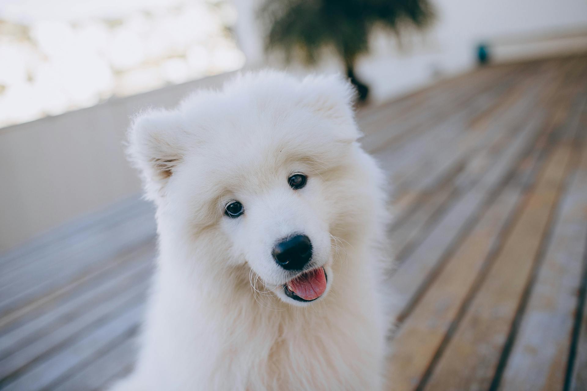 Cute fluffy Samoyed dog with white fur sitting on wooden terrace and looking at camera