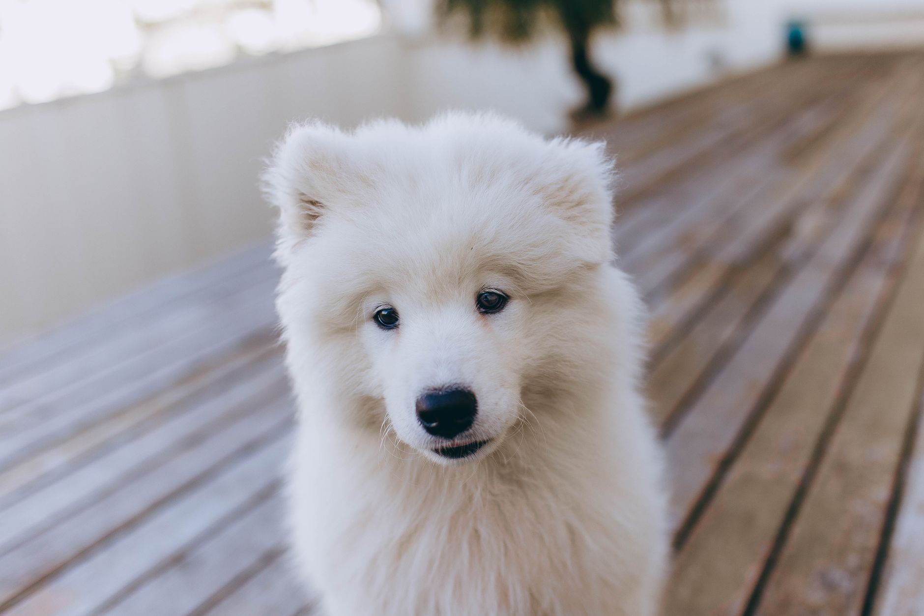 Cute and fluffy white dog on a wooden deck, perfect pet portrait for animal lovers.