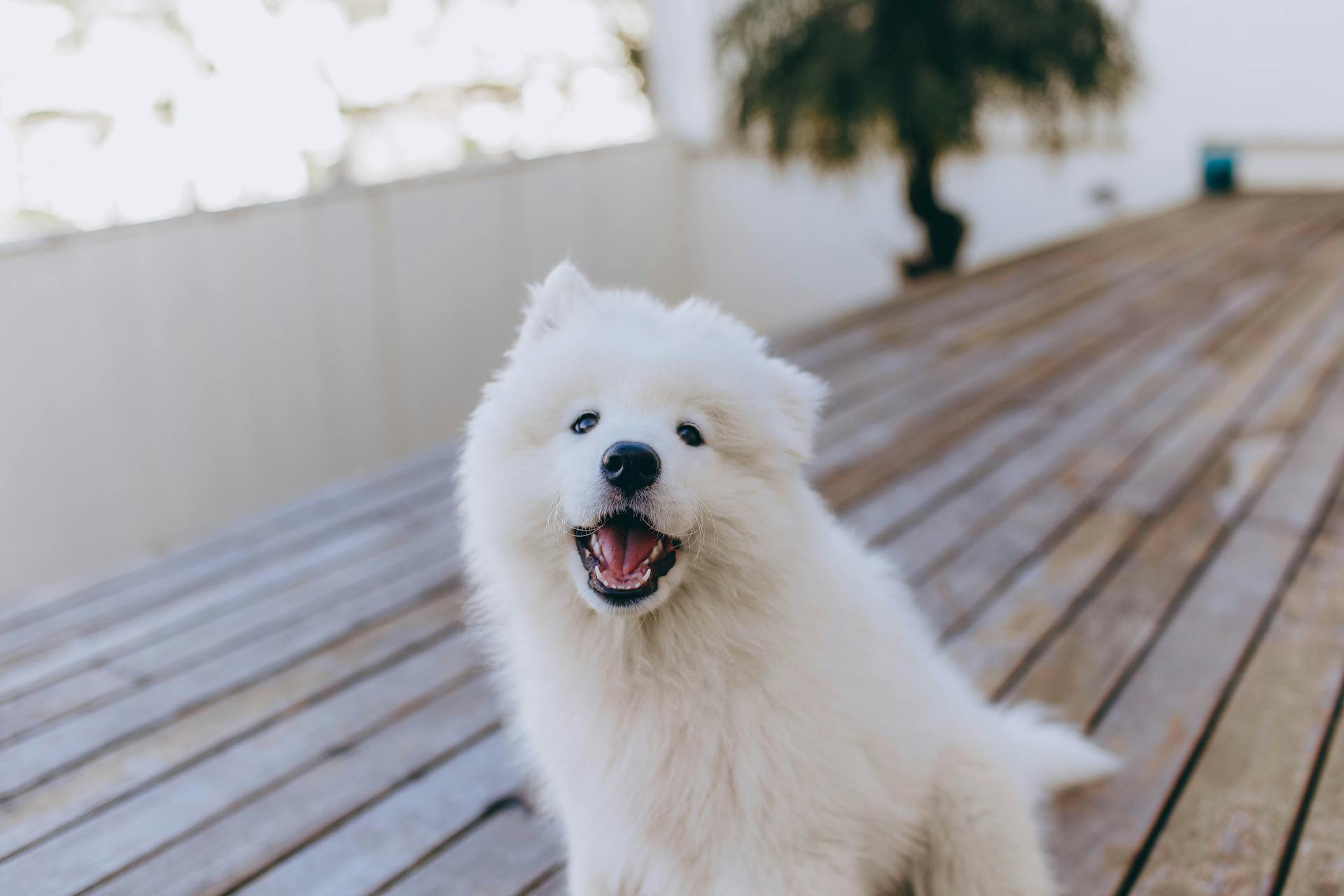 Adorable Samoyed dog with white fur sitting on wooden terrace and looking at camera