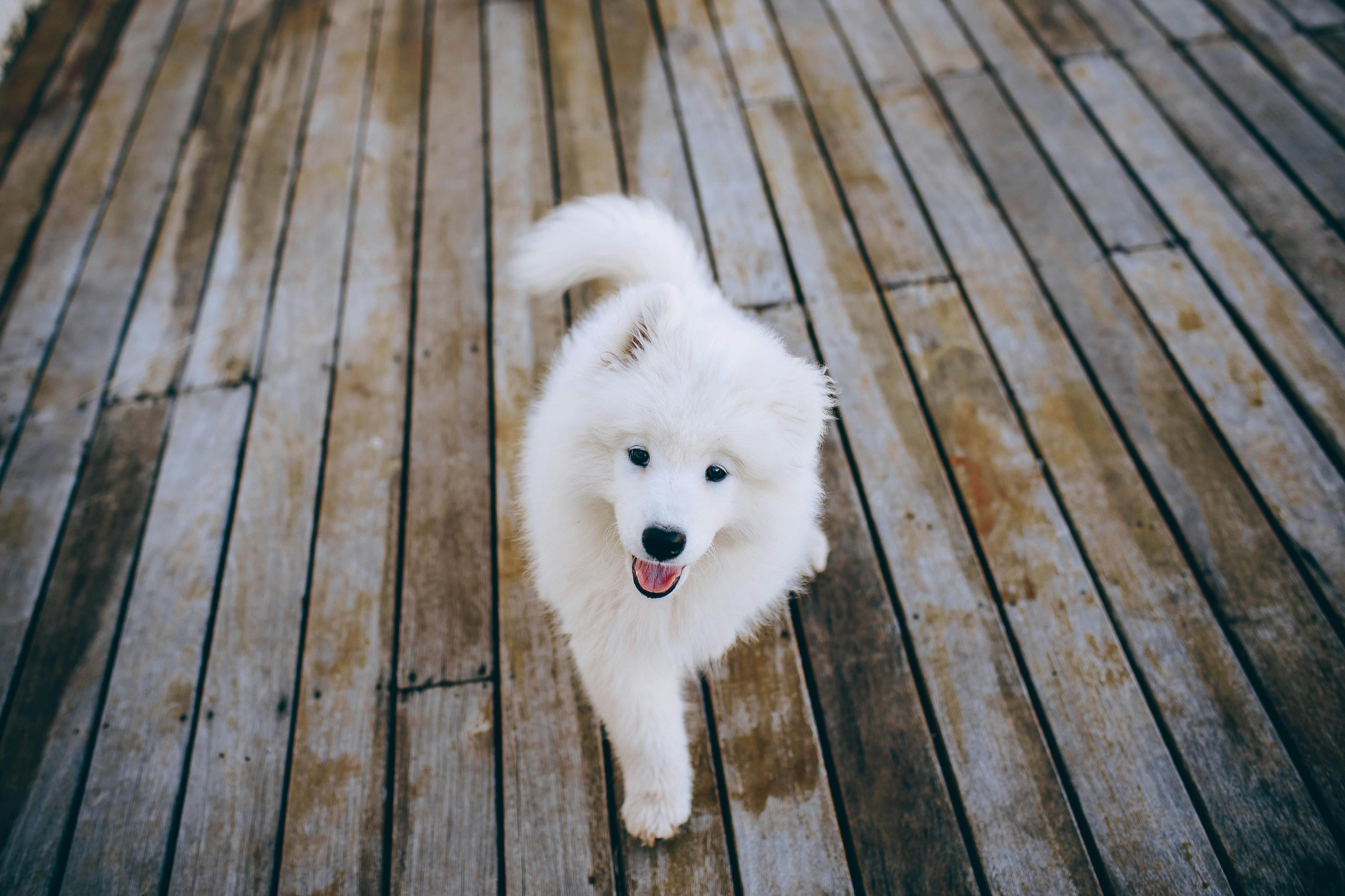 Wallpaper samoyed hot sale