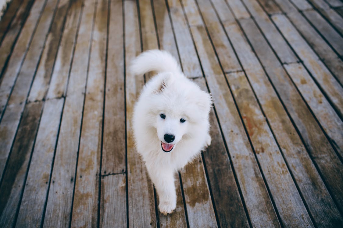 フローリングの上を歩くサモエド子犬 無料の写真素材