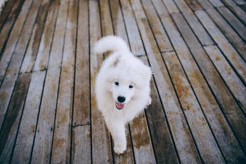 Free Samoyed Puppy Walking on Wooden Flooring  Stock Photo