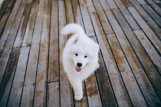 Charming Samoyed puppy with fluffy fur on a wooden deck, looking joyful.