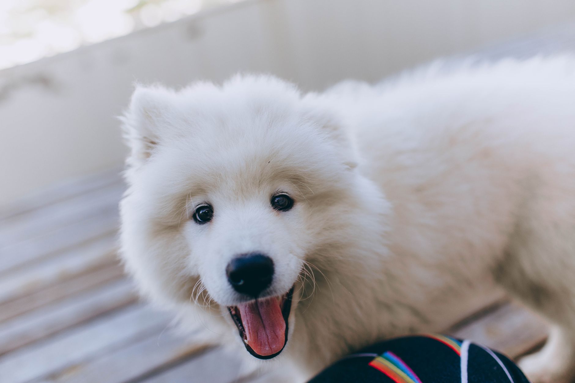 A joyful Samoyed puppy with fluffy white fur looking directly at the camera.