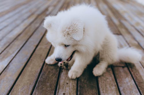 Free White Long Coated Small Sized Dog on Brown Wooden Floor Stock Photo