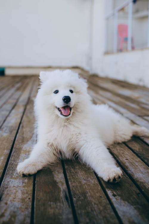 White Long Coated Puppy on Brown Wooden Floor