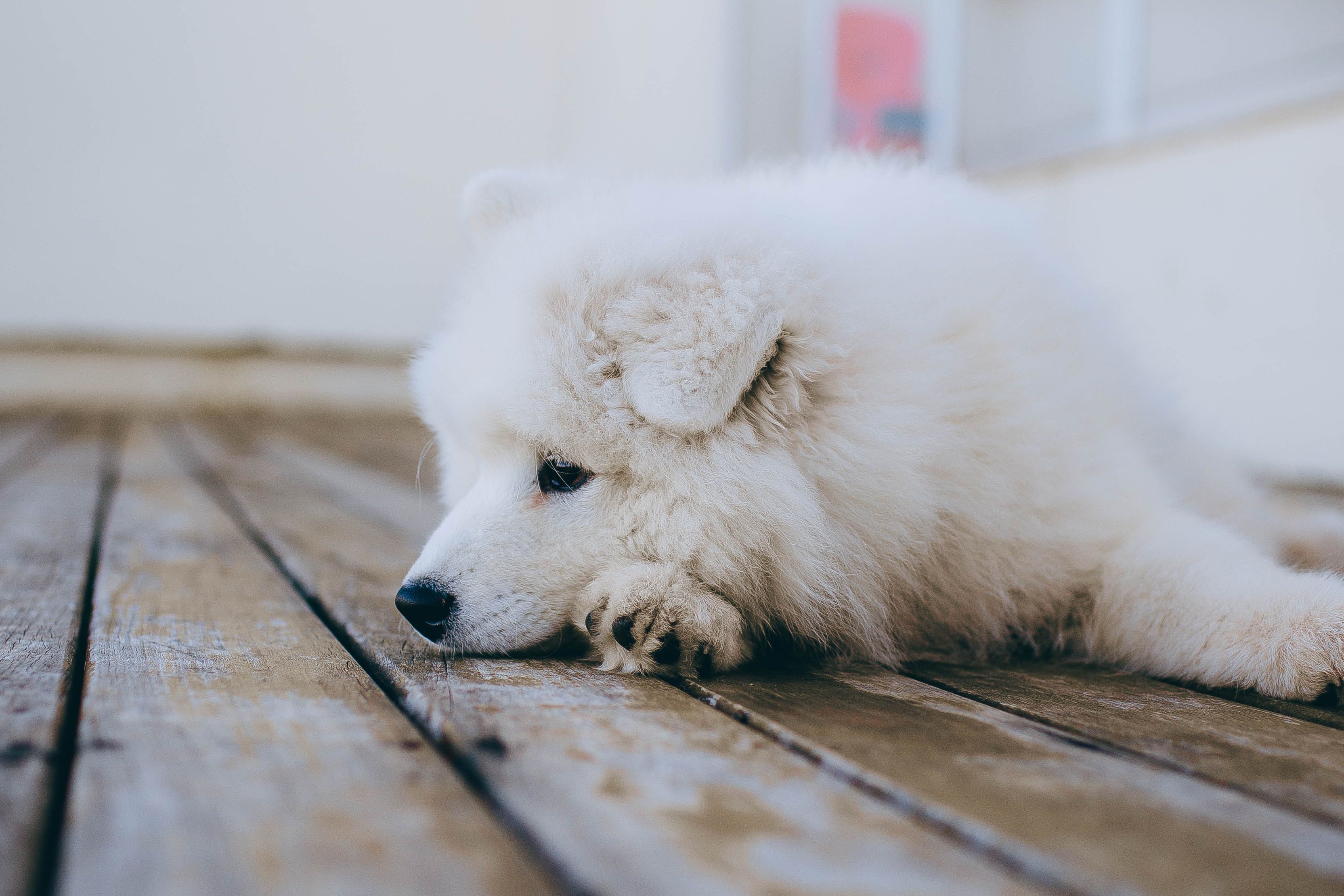 White Long Coated Dog on Brown Wooden Floor · Free Stock Photo