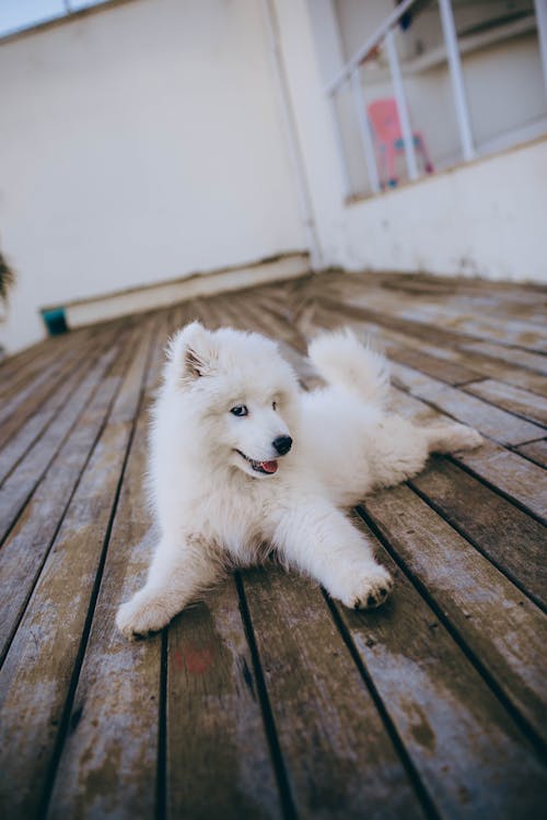 White Long Coated Small Sized Dog on Brown Wooden Floor