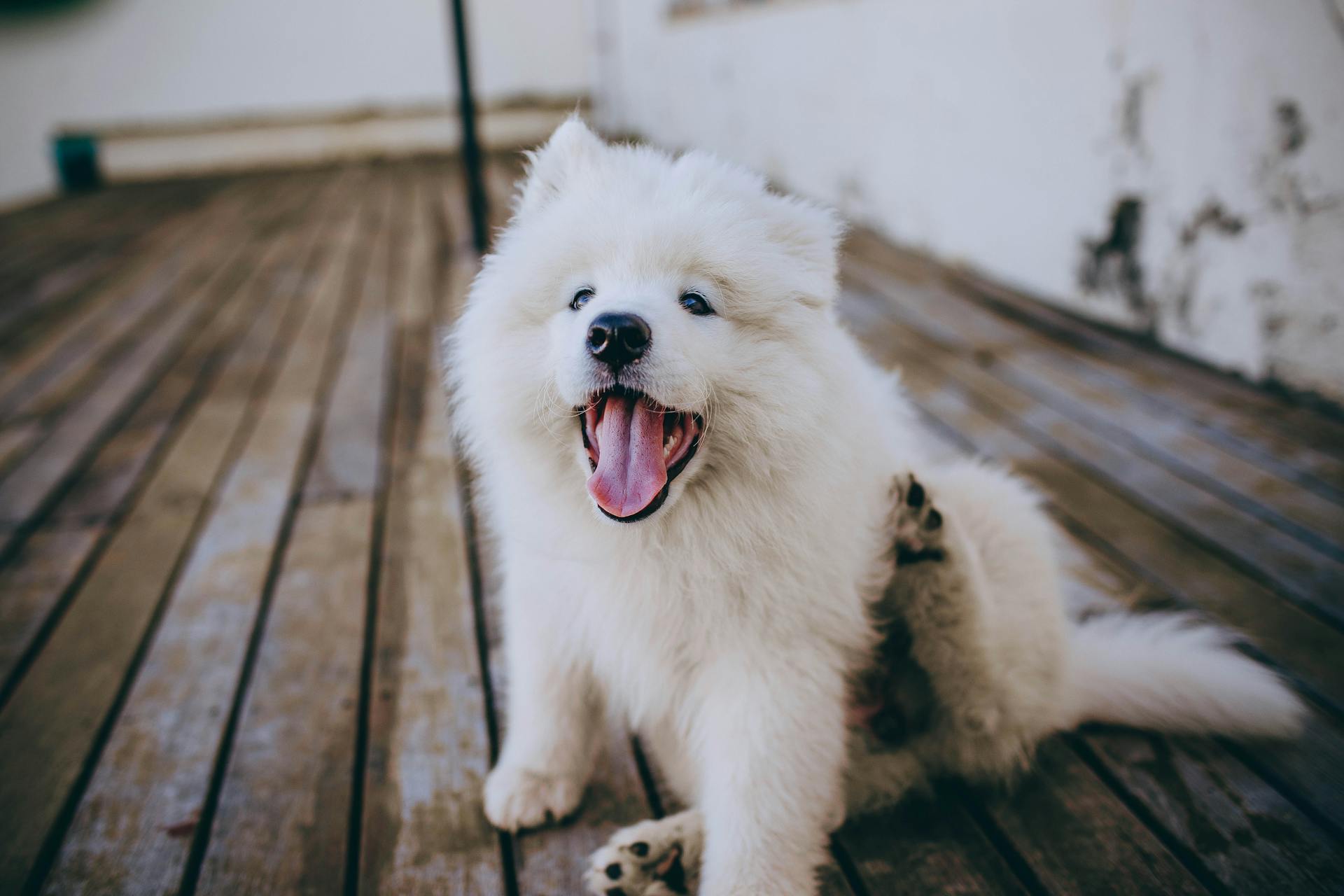 White Long Coat Small Dog on Brown Wooden Floor