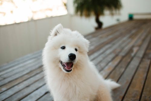 bezplatná Základová fotografie zdarma na téma bílý pes, chlupatý, čistokrevný Základová fotografie