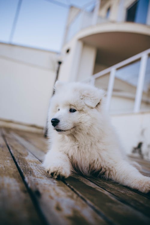 White Long Coated Puppy on Brown Wooden Floor
