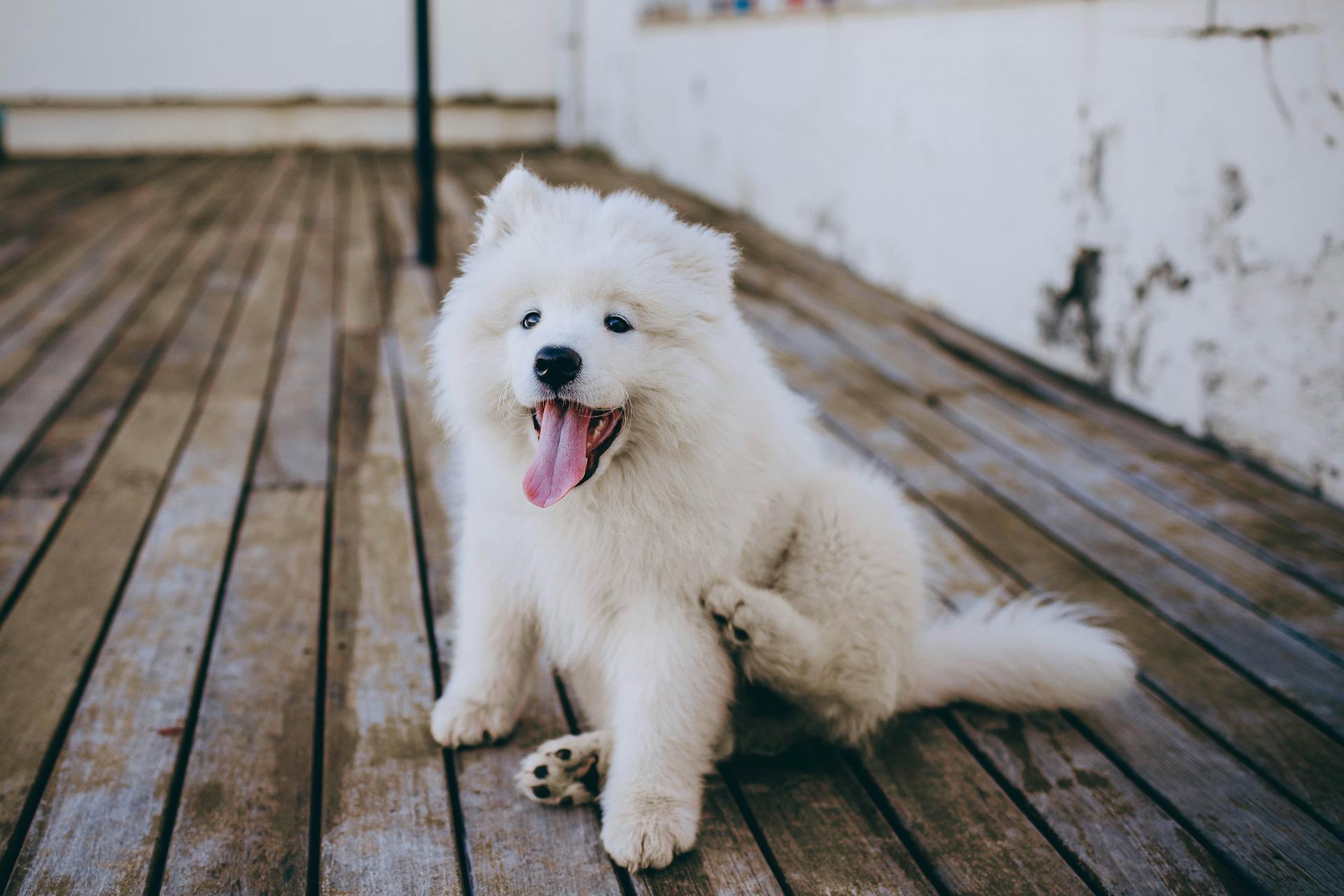 White Long Coat Small Dog on Brown Wooden Floor