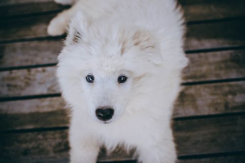 A Cute Dog Sleeping on a Wooden Floor · Free Stock Photo