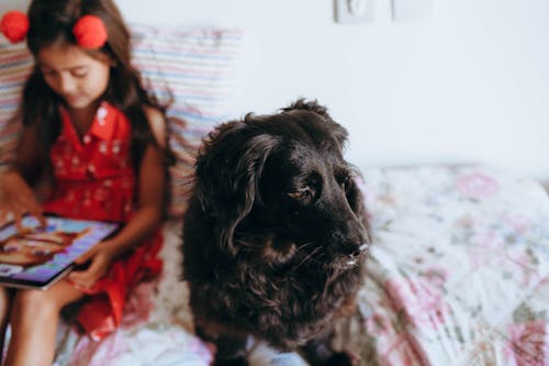 bezplatná Základová fotografie zdarma na téma černý pes, chlupatý, čistokrevný Základová fotografie