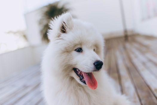 一只可爱的萨摩耶犬坐在户外的木甲板上，吐着舌头，白色的皮毛毛茸茸的