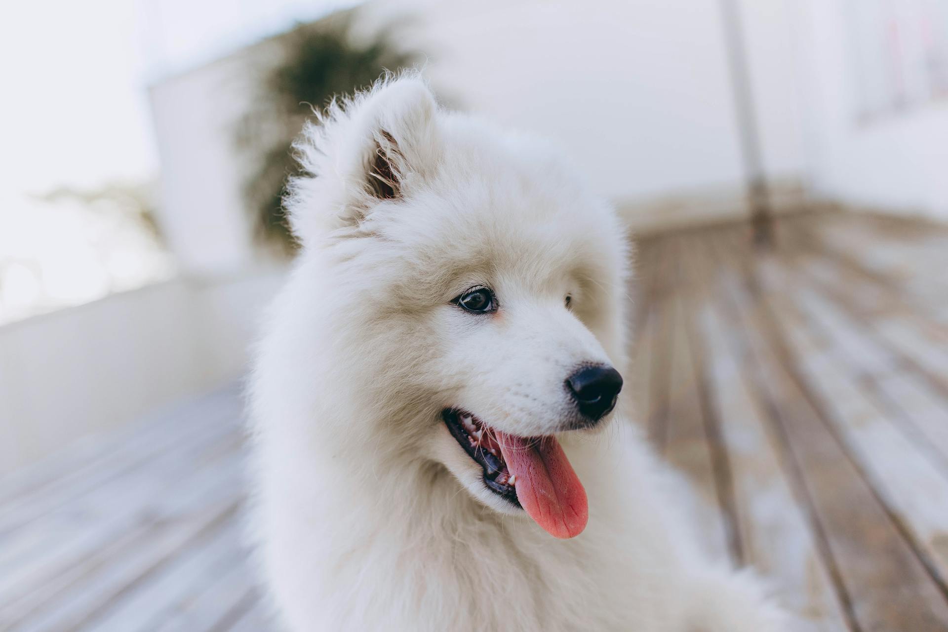 White Long Coat Small Dog