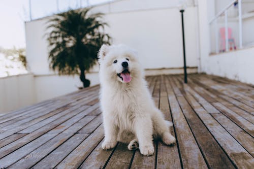 White Long Coated Small Dog on Brown Wooden Floor