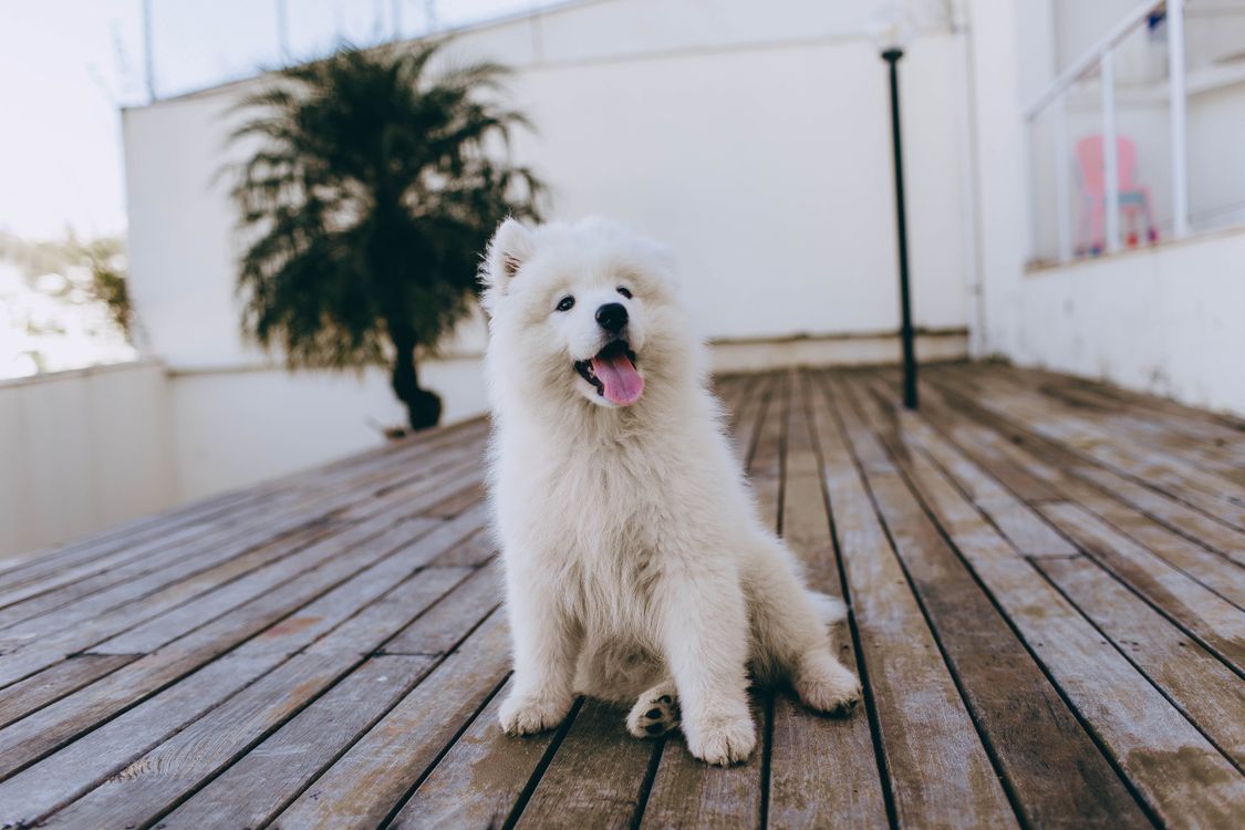 Ảnh lưu trữ miễn phí về canidae, chân dung chó, chân dung con vật