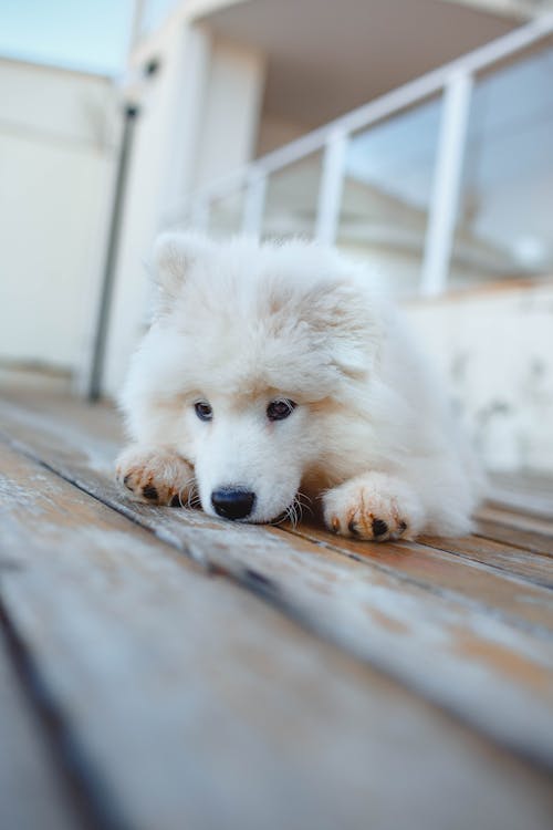 White Long Coated Small Dog on Brown Wooden Floor