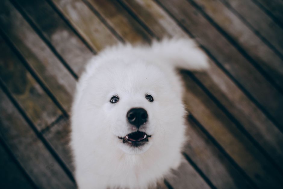 Close-up of a fluffy white Samoyed dog looking up with a playful expression on a wooden floor.