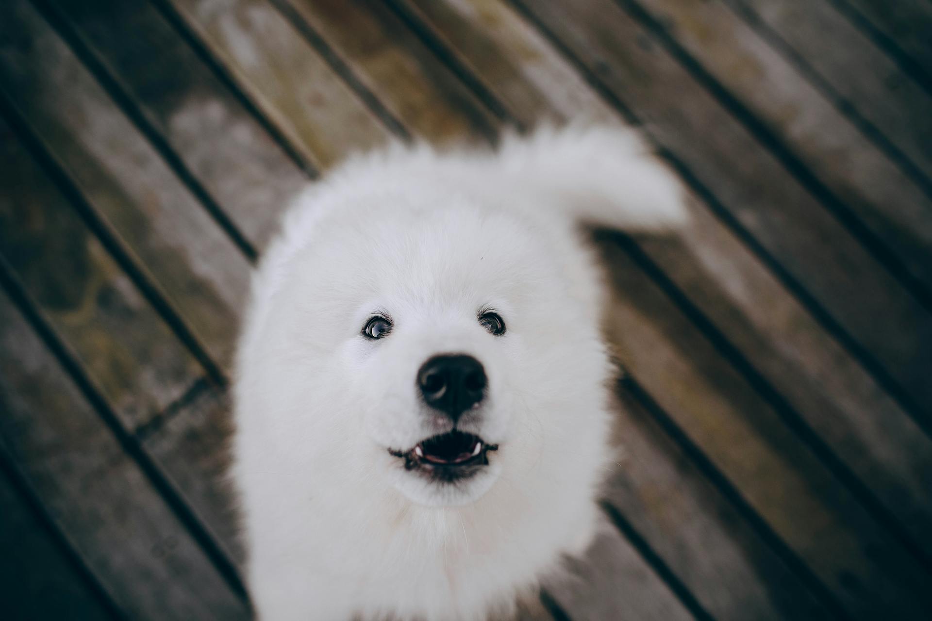 White Long Coated Dog on Brown Wooden Floor