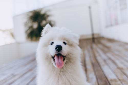 Безкоштовне стокове фото на тему «білий собака, глибина різкості, голова собаки»