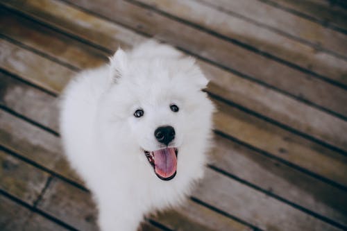 Foto stok gratis anjing, anjing putih, berbayang