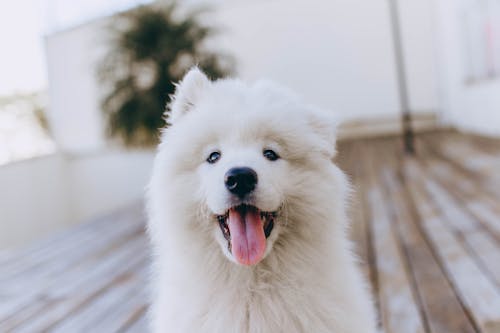 Free White Long Coat Small Dog Stock Photo