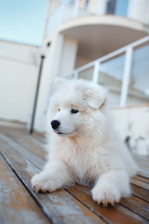 White Long Coated Puppy on Brown Wooden Floor