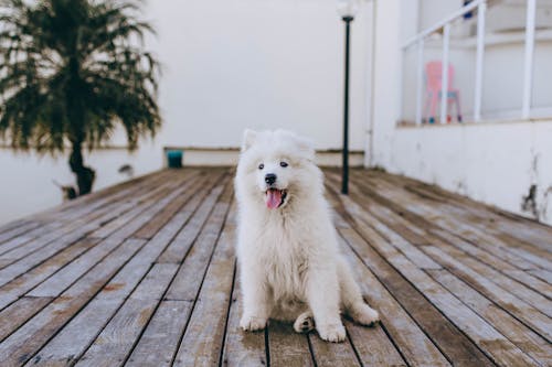 Free White Long Coated Small Dog on Brown Wooden Floor Stock Photo