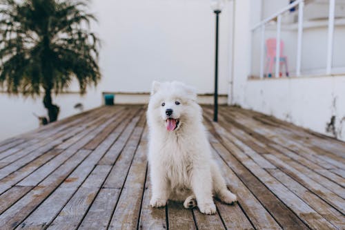 White Long Coated Small Dog on Brown Wooden Floor