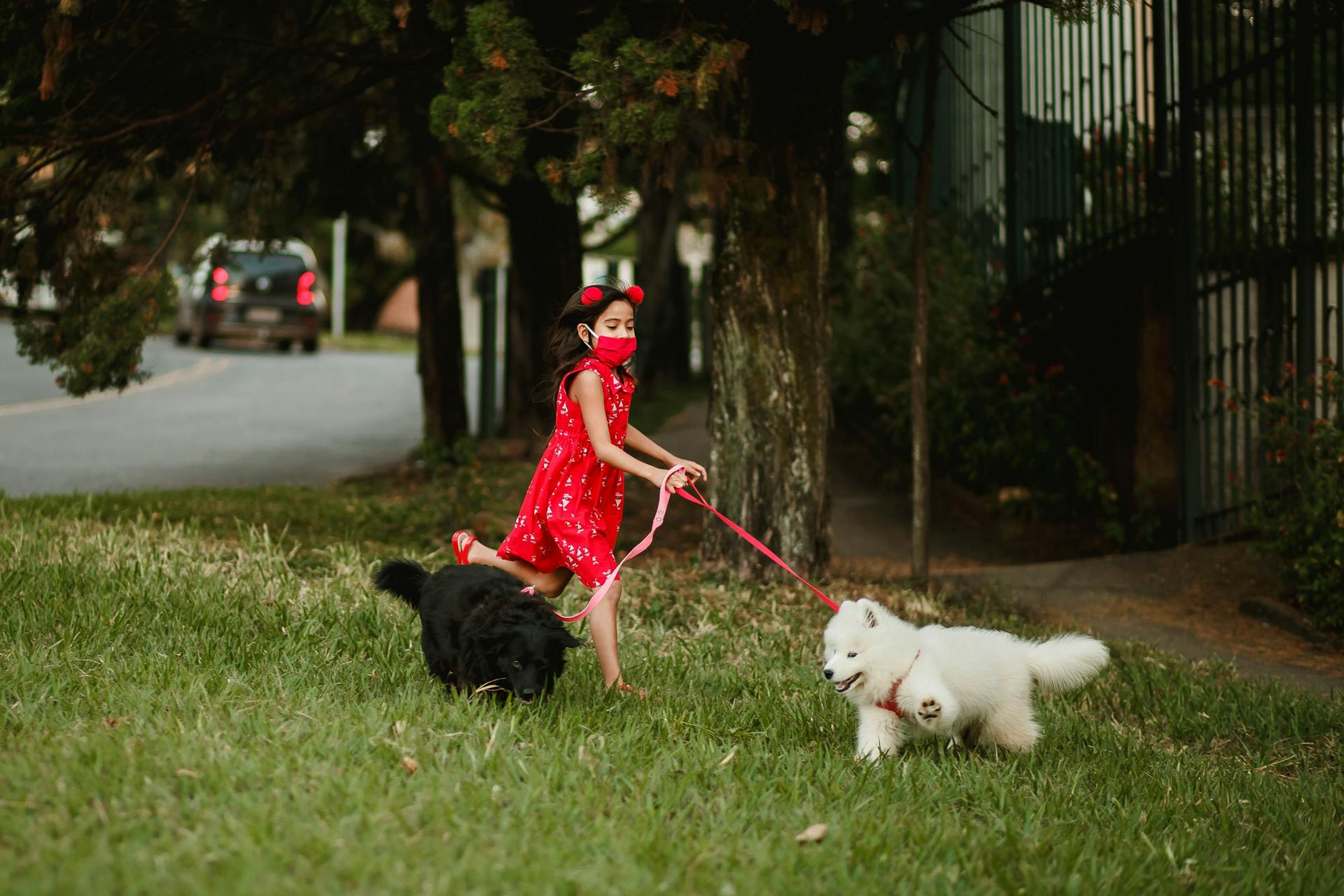 Photo of Girl in Red Dress Walking With Her Dogs on Grass