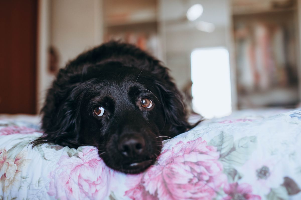 A black dog on a floral bedspread shows how full diapers and liners are used around real sleep spaces.