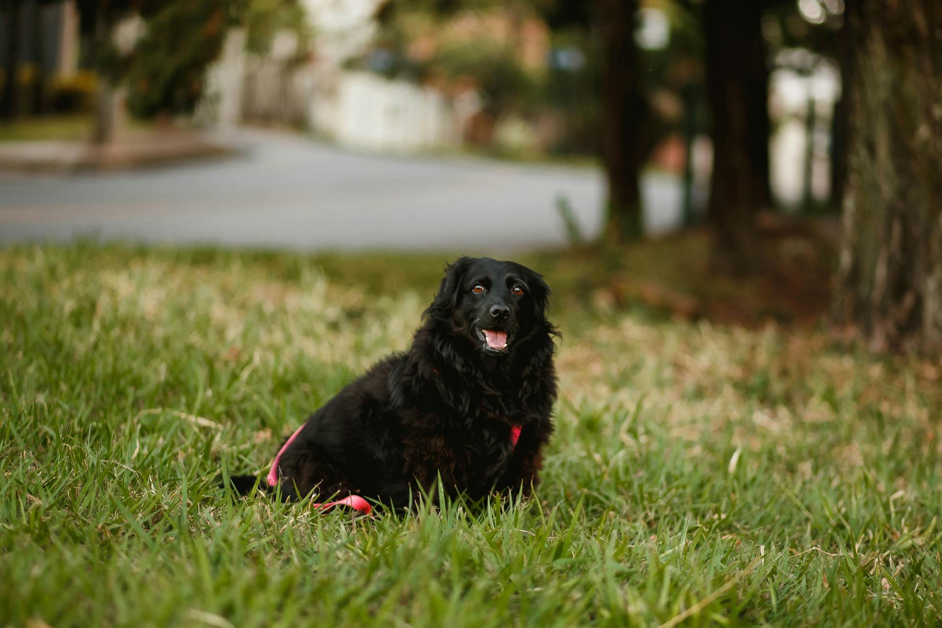 Black fluffy dog on lawn