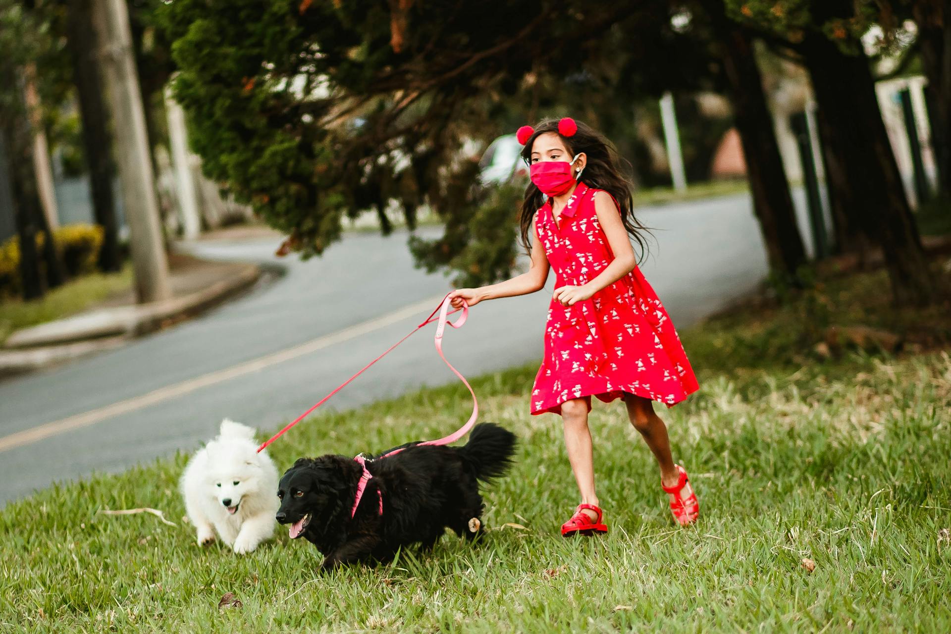 Cute child in medical mask running on green grass with fluffy dogs on leash while having fun together in city during coronavirus outbreak