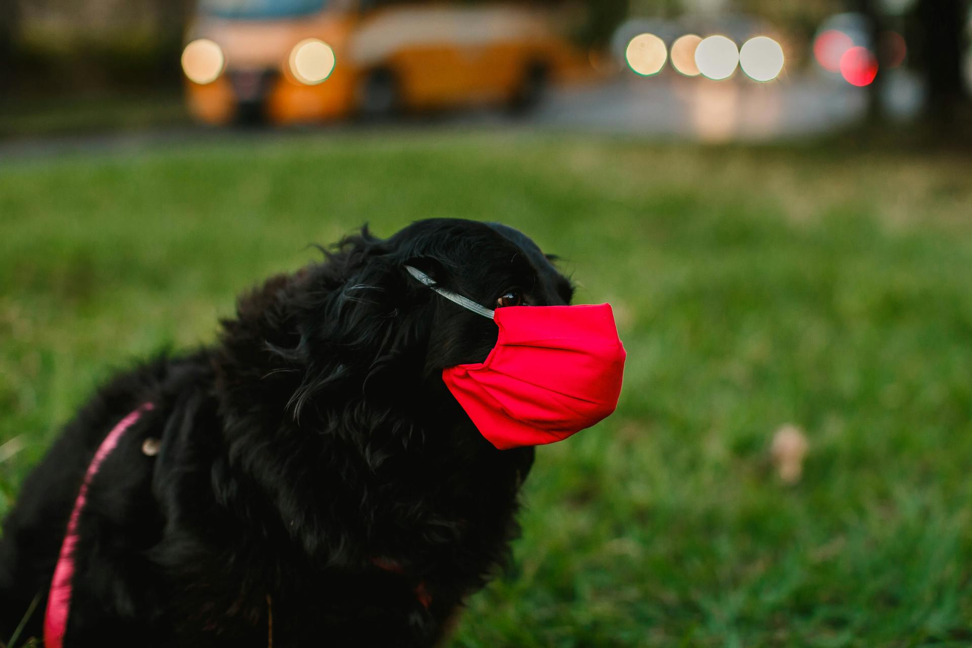 Side view of black cocker spaniel in red protective mask on grassy meadow in city street