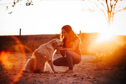 Δωρεάν στοκ φωτογραφιών με golden retriever, αξιολάτρευτος, απόγευμα