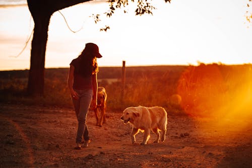 Δωρεάν στοκ φωτογραφιών με golden retriever, αγνώριστος, ανώνυμος