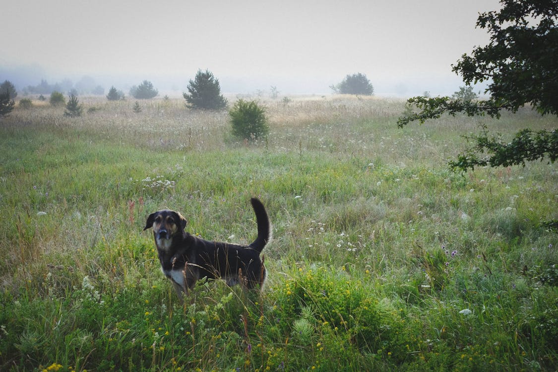 早上, 狗, 草地 的 免费素材图片